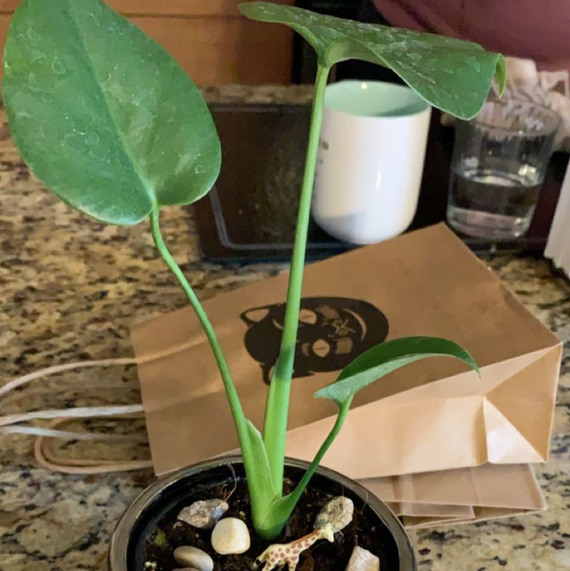 Philodendron Scandens plant photo by Sofia named Juanito on Greg, the plant care app.