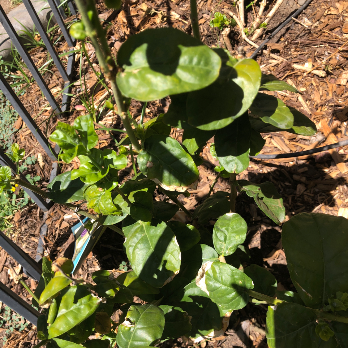 Healthy Arabian jasmine plant with lush green foliage, growing outdoors in soil