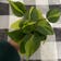 Calculate water needs of Philodendron Brasil