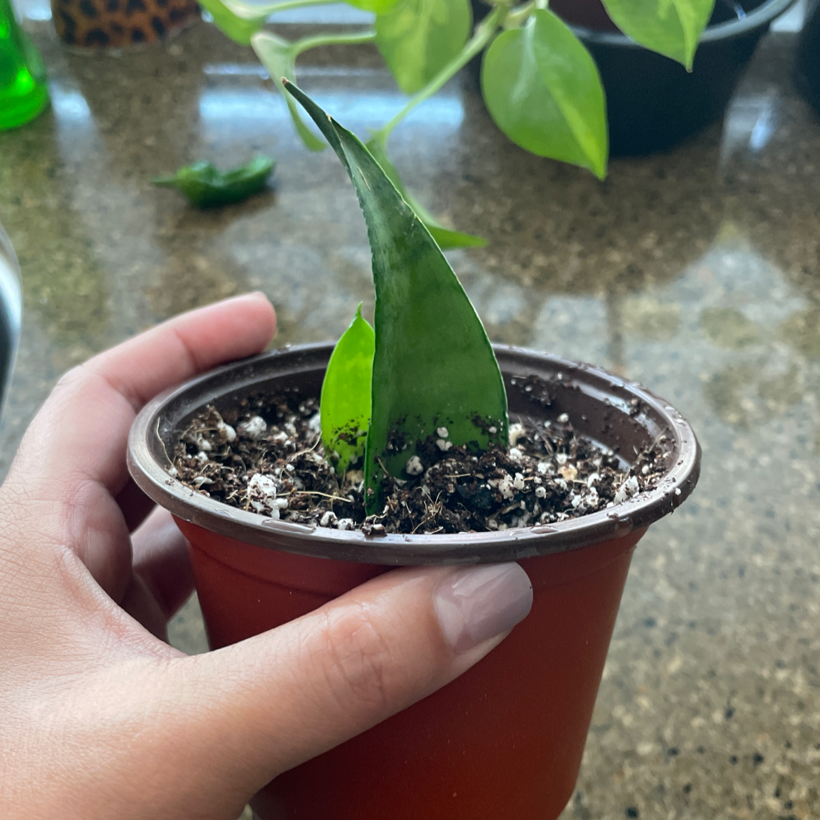 A small Silver Snake Plant in a brown pot, held by a hand. Soil is visible.