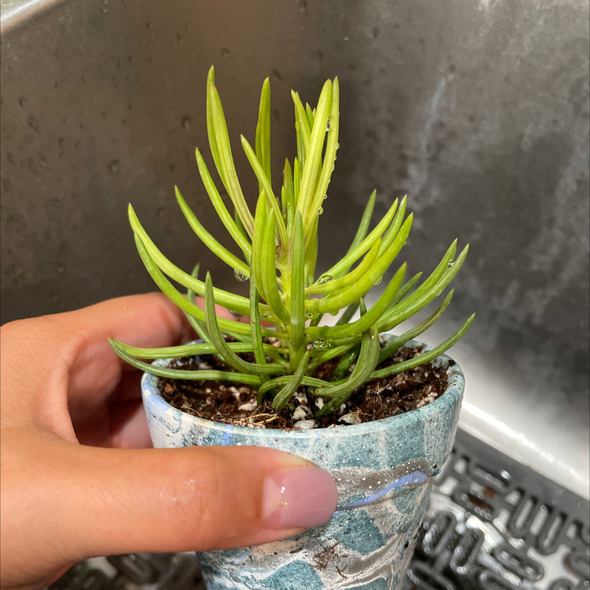 Succulent Bush Senecio in a decorative pot held by a hand, placed in a kitchen sink.