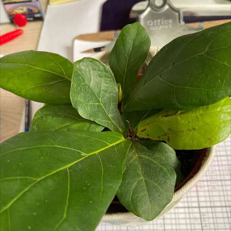Photo of the plant species Dwarf Fiddle Leaf Fig by Krazykellster named Lyra on Greg, the plant care app