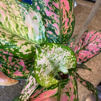 Aglaonema 'Pink Splash' plant in Cerritos, California