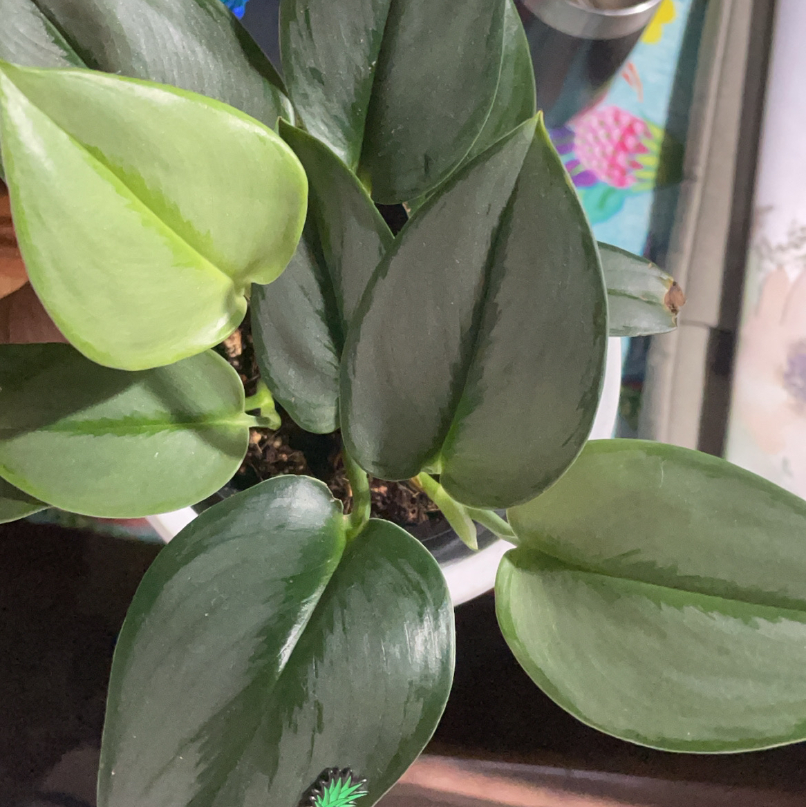 Scindapsus treubii 'Moonlight' plant with healthy, glossy leaves in a pot.