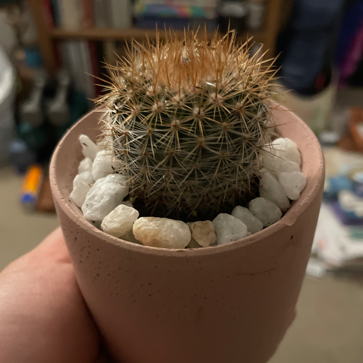 Healthy Simpson Hedgehog Cactus in a terracotta pot, with long golden spines and white pebble top dressing on soil.