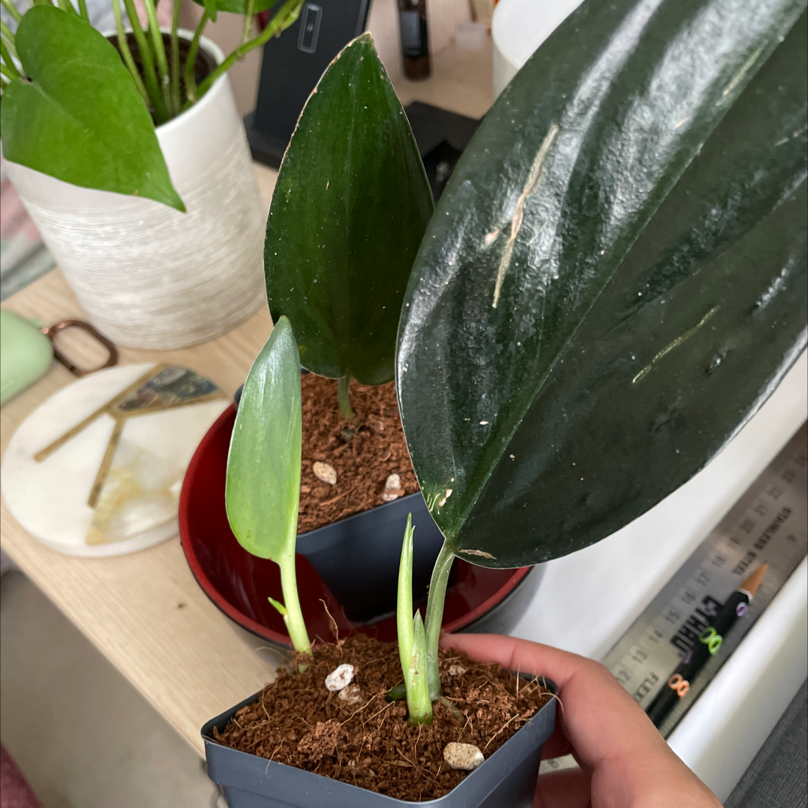 Scindapsus treubii 'Dark Form' plant with dark green leaves, visible soil, and a hand holding the pot.