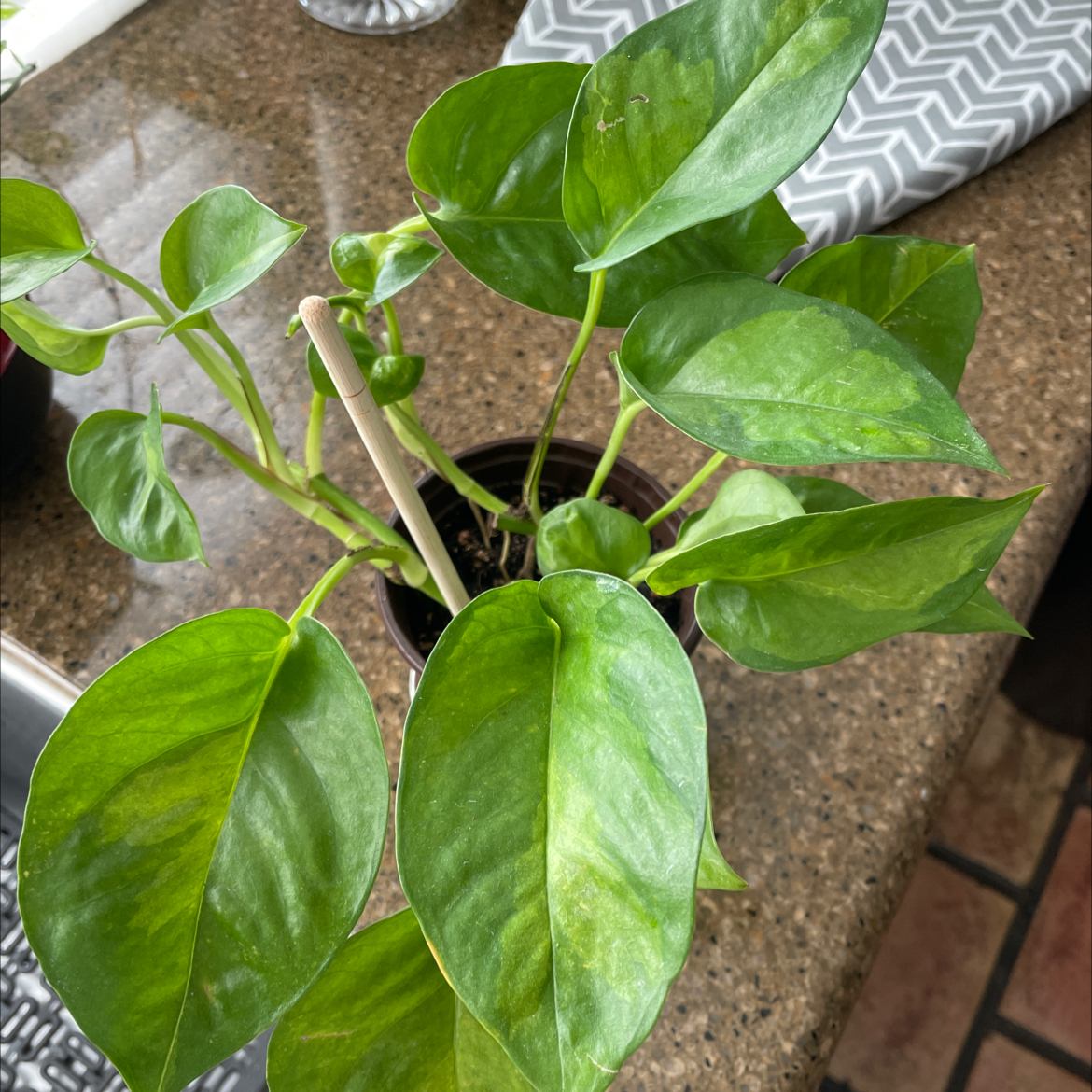 Healthy Global Green Pothos plant with vibrant green leaves in a pot.