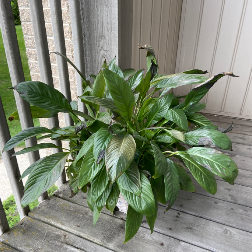 Peace Lily plant photo by @Emilyhow named Curie on Greg, the plant care app.