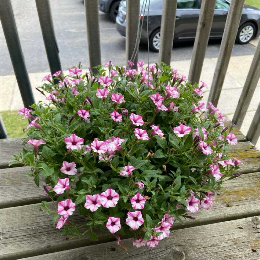 Photo of the plant species Million Bells by @Emilyhow named Doja Cat on Greg, the plant care app