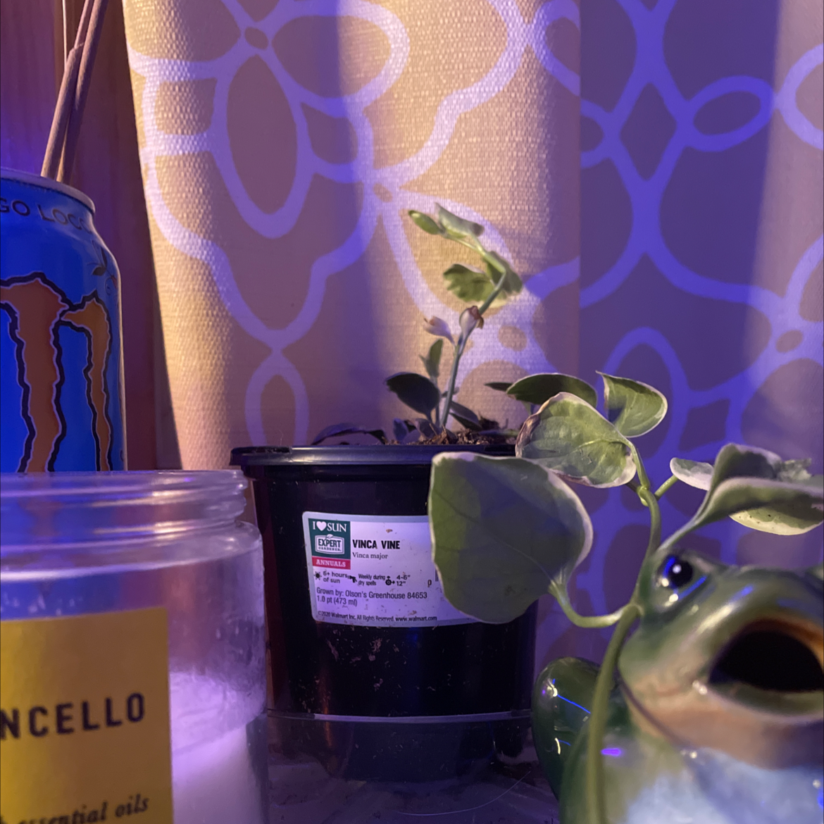 Potted Vinca Vine Variegated plant indoors with some yellowing leaves.