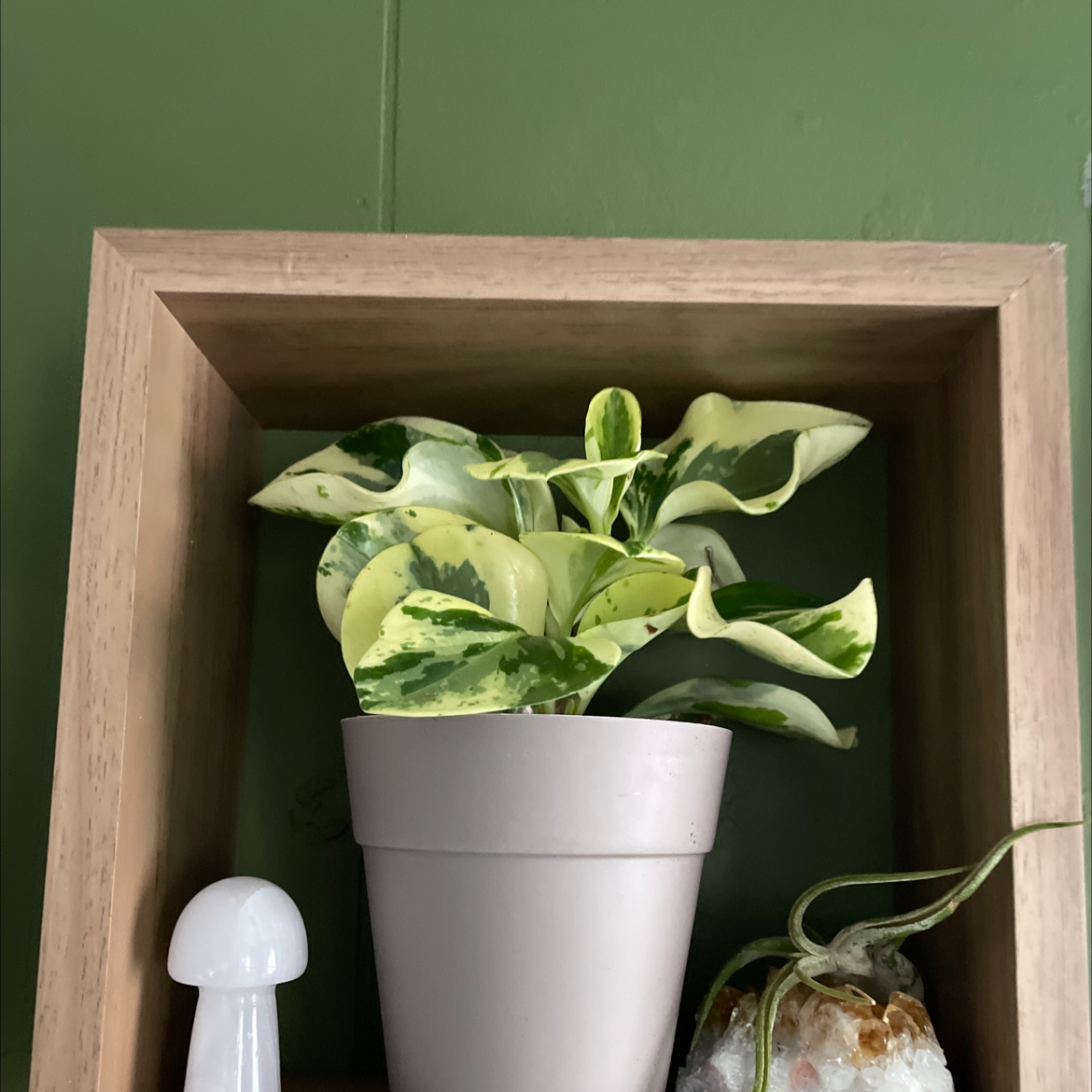 Photo of the plant species Peperomia 'Bamboo Stalks' by @Khione named Darwin on Greg, the plant care app