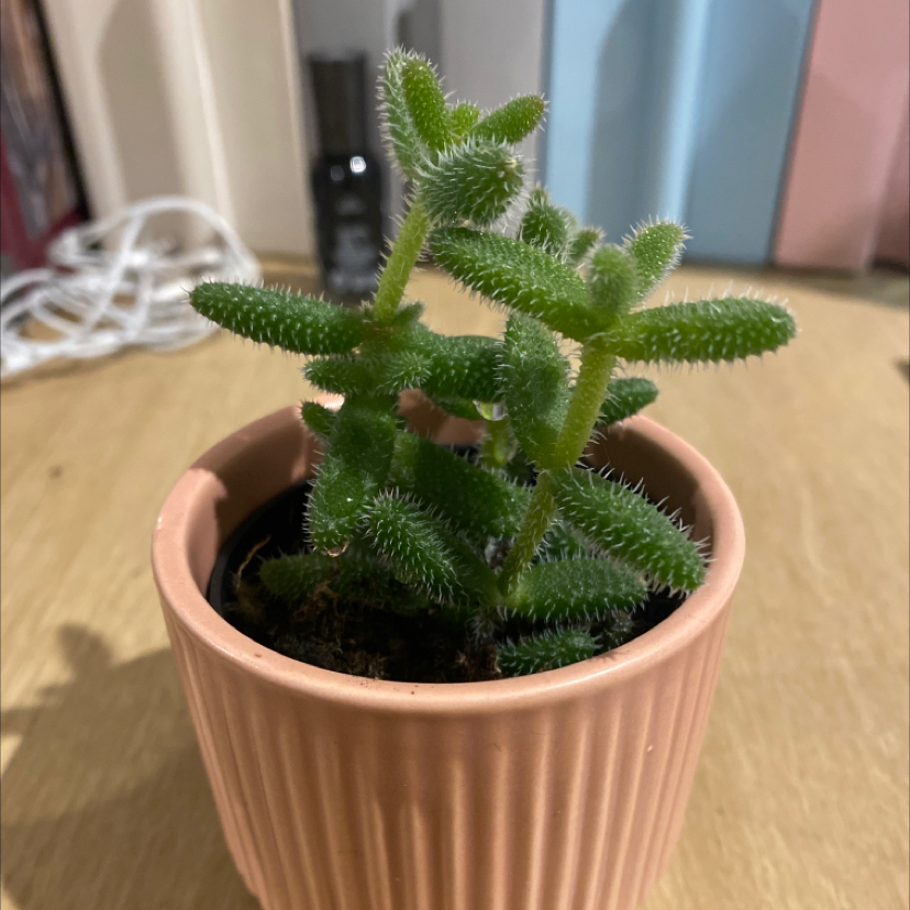 Healthy Pickle Plant in a pink pot with vibrant green leaves.