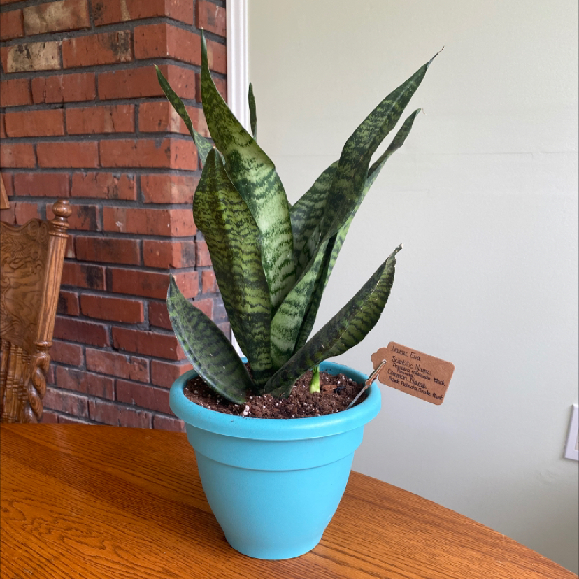 Photo of the plant species Black Robusta Snake Plant by @H30plantmom named Eva on Greg, the plant care app