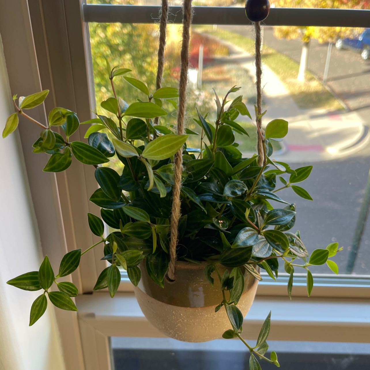 Healthy Beetle Peperomia plant in a hanging pot with vibrant green leaves.
