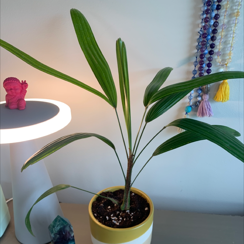 Healthy Rhapis Palm in a yellow pot, surrounded by decorative items in a home setting. The palm fronds are green and lush.