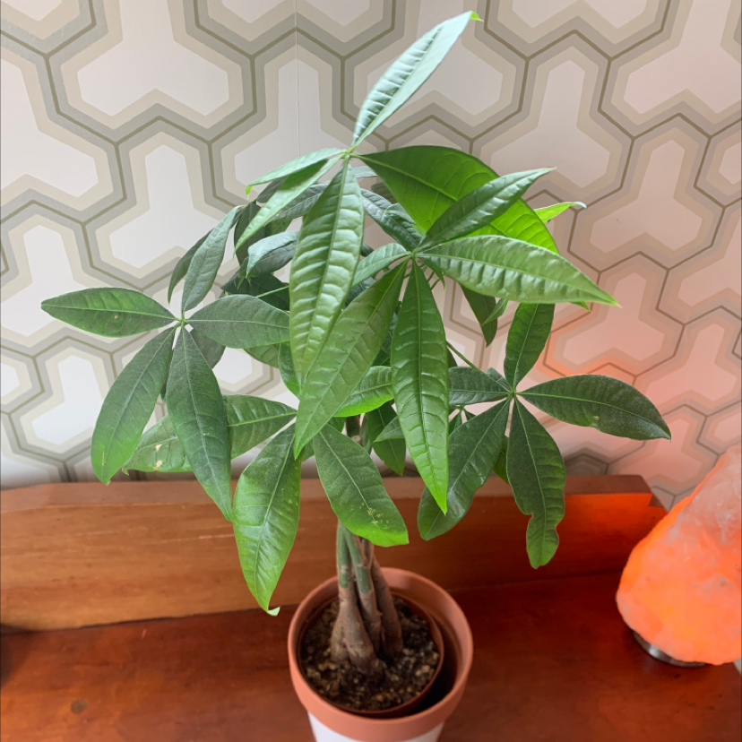 Photo of the plant species Money Tree by @audreyluth named YNW Melly on Greg, the plant care app