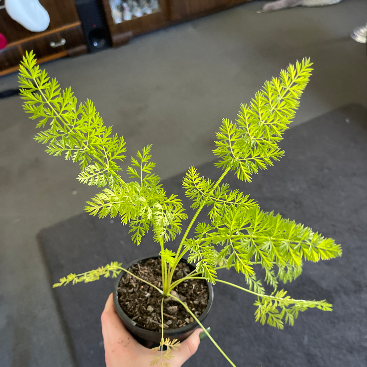 Potted Wild Carrot plant with vibrant green, feathery leaves held by a hand.