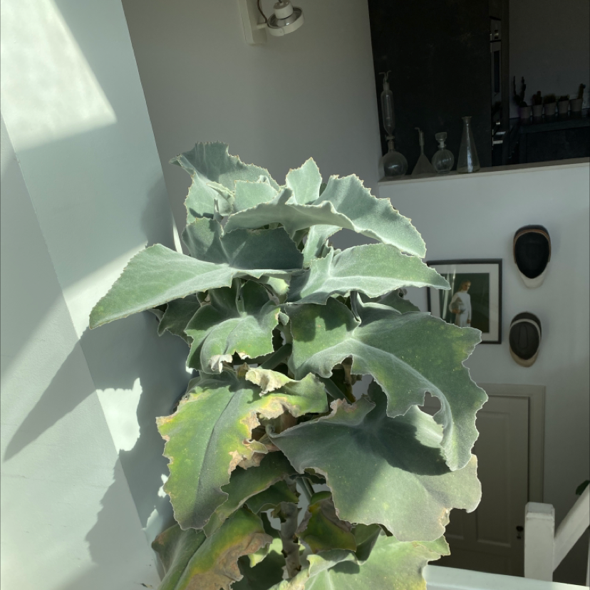 Felt Bush plant photo by @RobbertE named Artist Anna on Greg, the plant care app.