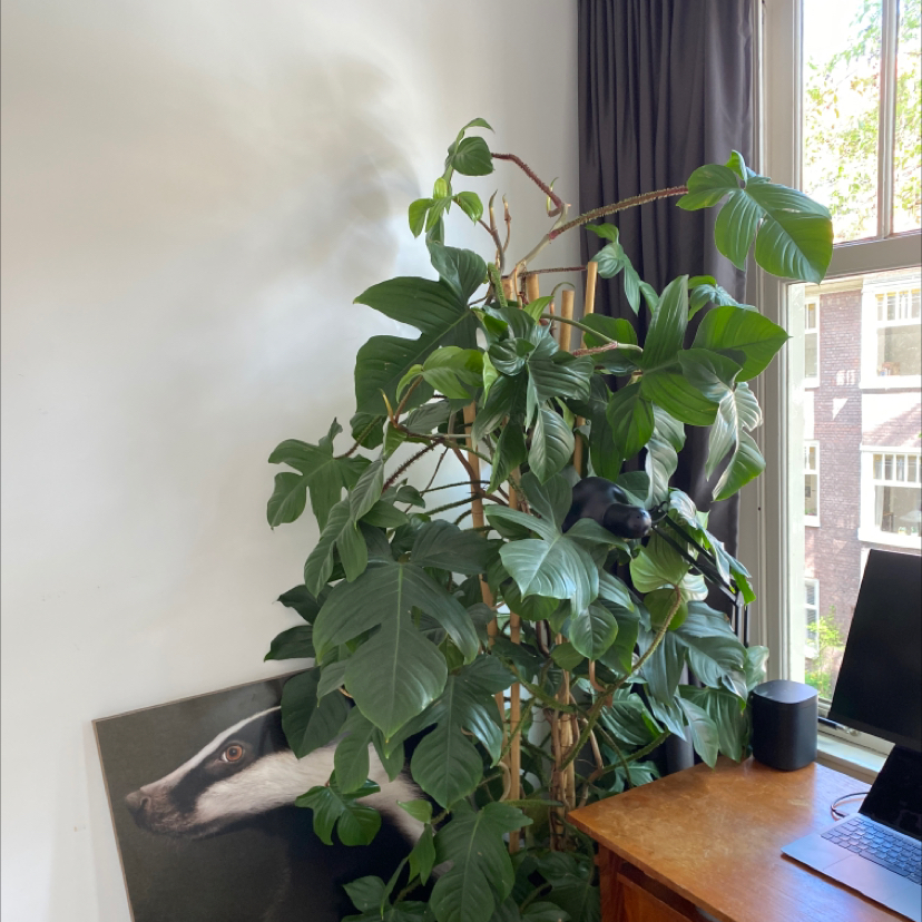 Healthy Hairy Philodendron plant indoors near a window, supported with stakes.