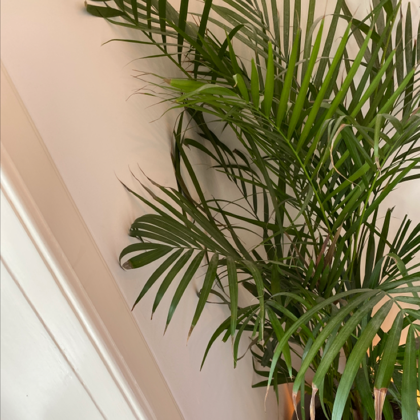 Areca Palm plant photo by @RobbertE named Bed Benny on Greg, the plant care app.