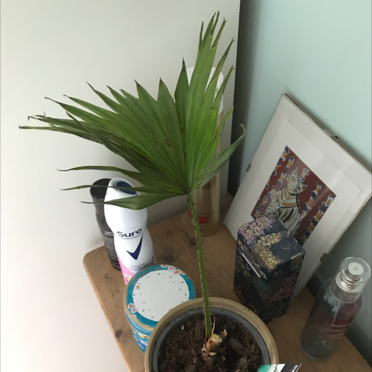 Chinese Fan Palm in a pot on a wooden surface with household items around.