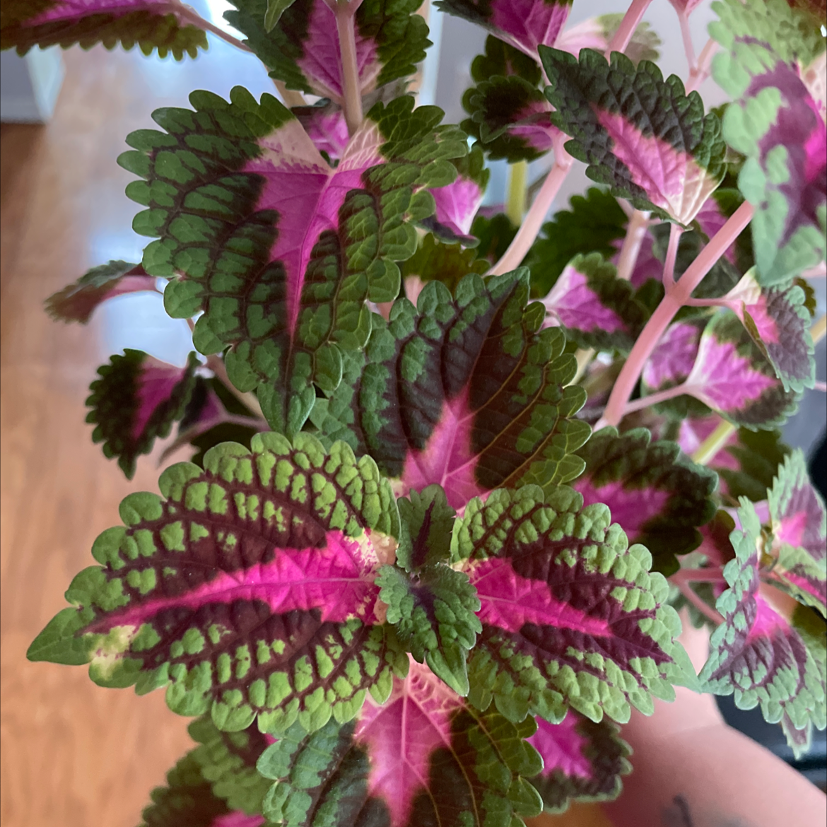 Vibrant and healthy Coleus plant with striking purple, green and pink leaf coloration in an intricate pattern.