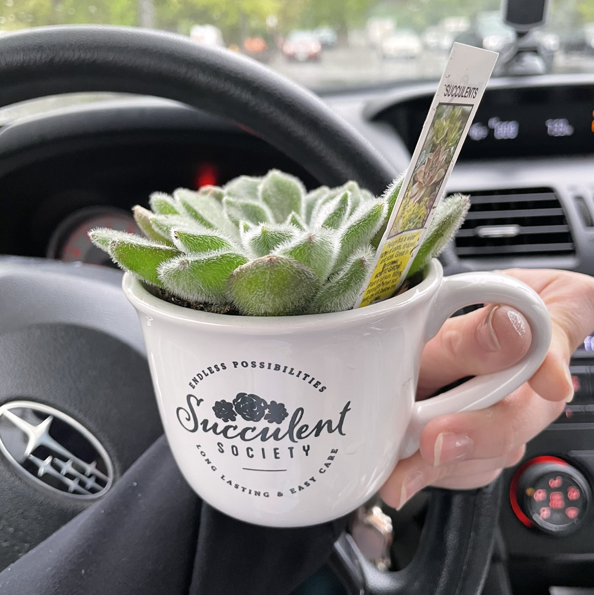 Panda Plant plant photo by Margaux named Marilyn on Greg, the plant care app.