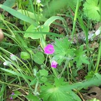 Dove's-foot crane's-bill plant in Somewhere on Earth