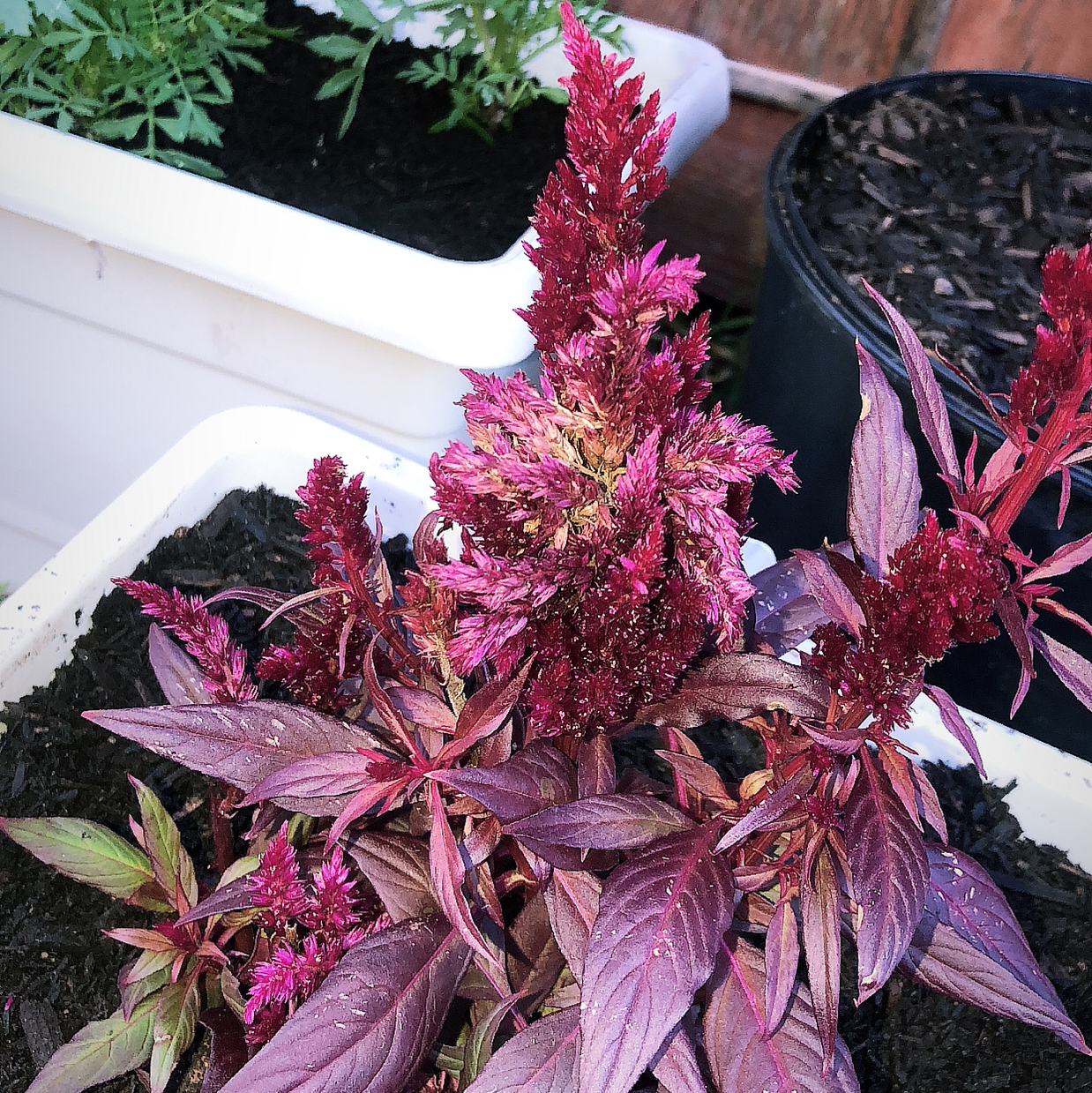 A thriving potted Cockscomb plant with vibrant reddish-pink feathery plumes and lush green foliage, held by a hand for display.