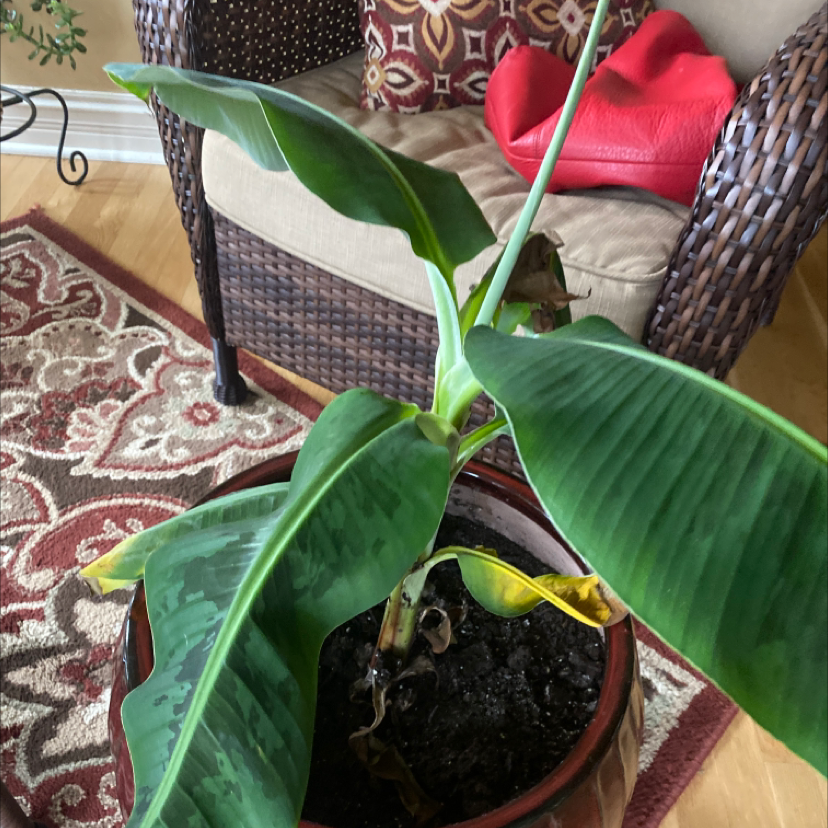 Indoor potted banana plant with some yellowing and browning leaves. Soil is visible.