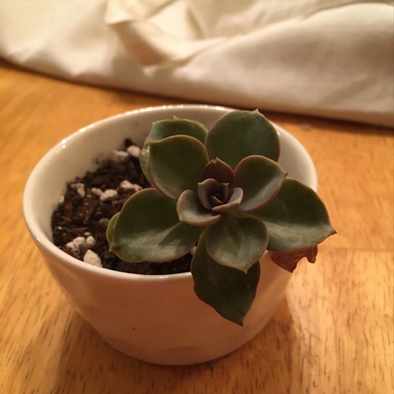 Ghost Plant (Graptopetalum paraguayense) in a white pot with healthy leaves.