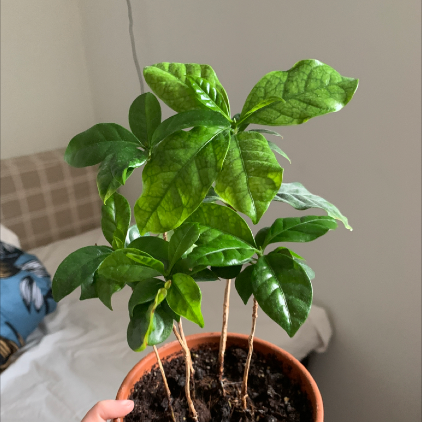 Arabian Coffee Plant plant photo by Lotta named Irma on Greg, the plant care app.