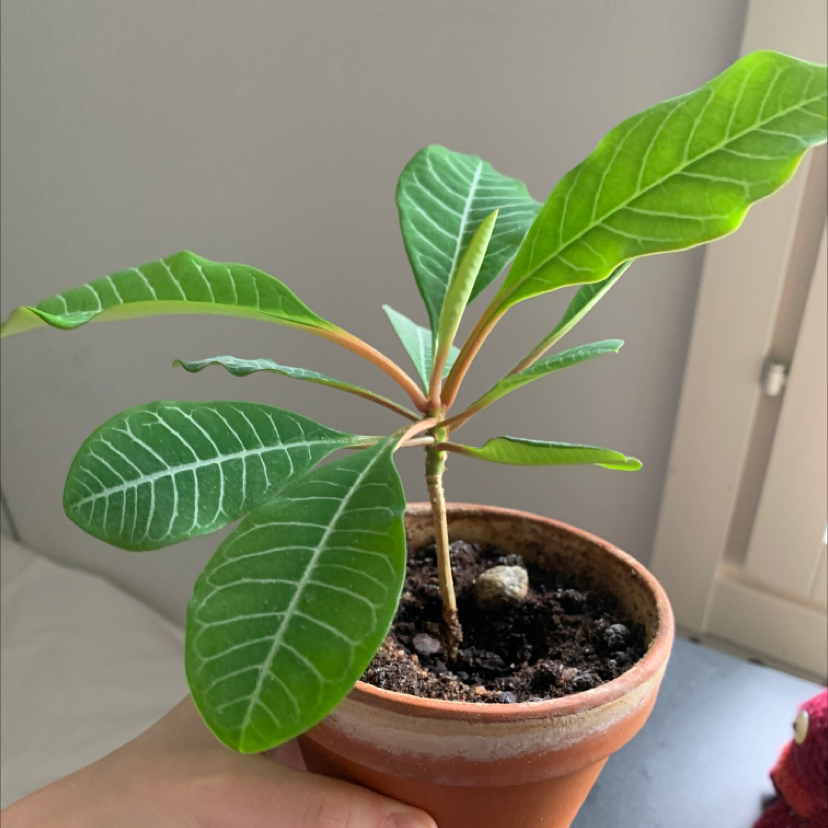 Madagascar Jewel plant in a terracotta pot with vibrant green leaves and visible white veins.