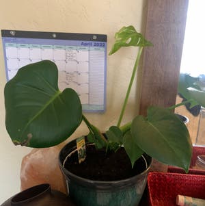 Monstera plant photo by @Tylaf679575 named Keanu Leaves on Greg, the plant care app.