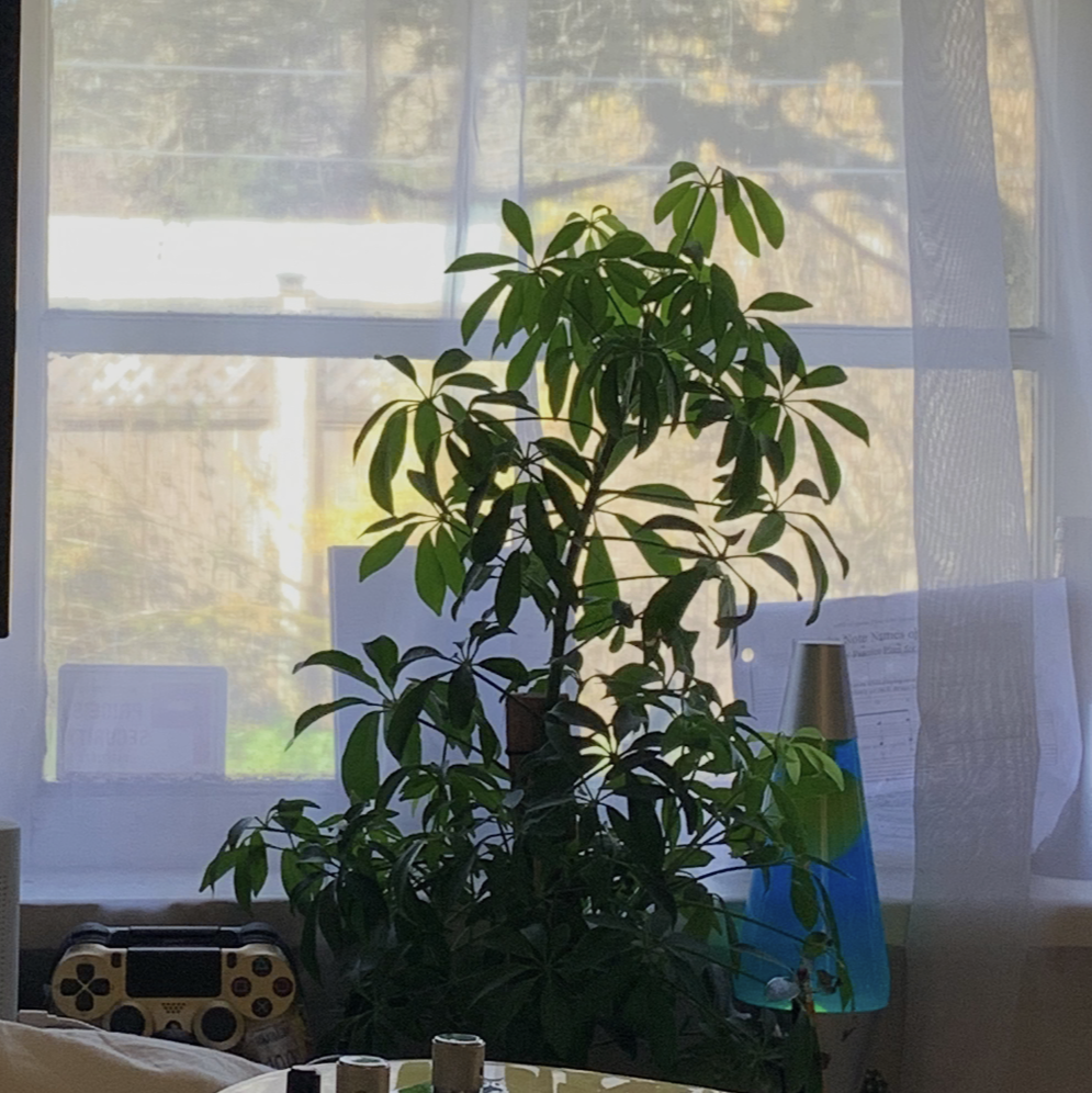 Dwarf Umbrella Tree plant photo by @Tylaf679575 named Oscar on Greg, the plant care app.