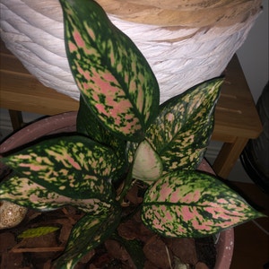Aglaonema 'Pink Splash' plant photo by Ava named Pinky on Greg, the plant care app.