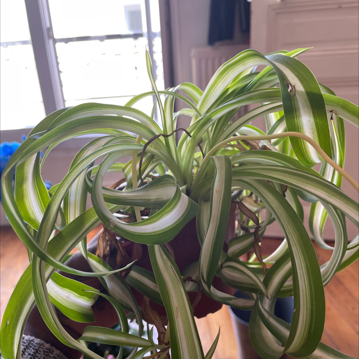 Spider Plant plant photo by Bebe named Chloë on Greg, the plant care app.