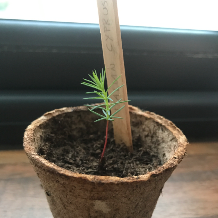 Young Mediterranean Cypress plant in a small pot with a label.
