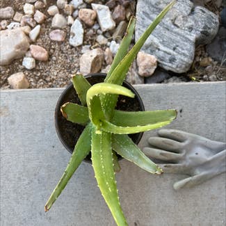 Aloe Vera plant in Kingman, Arizona
