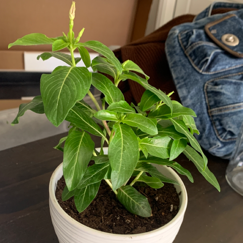 Bright Eyes plant photo by @leiloojustine named visine on Greg, the plant care app.