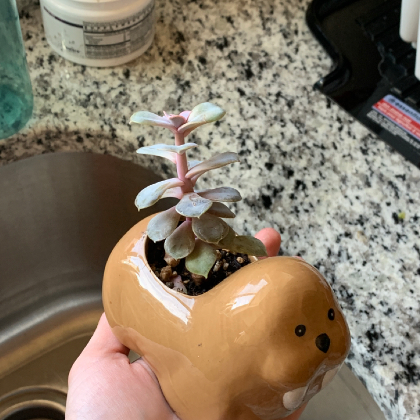 Silver Dollar Plant plant photo by @leiloojustine named sproutie on Greg, the plant care app.