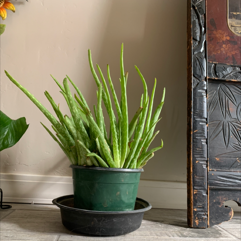 Aloe vera plant photo by @leiloojustine named BIG MOMMA on Greg, the plant care app.