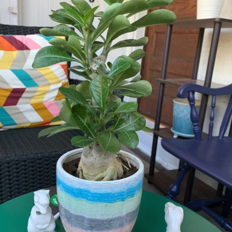 Photo of the plant species Calamondin by Azeem named Delores on Greg, the plant care app