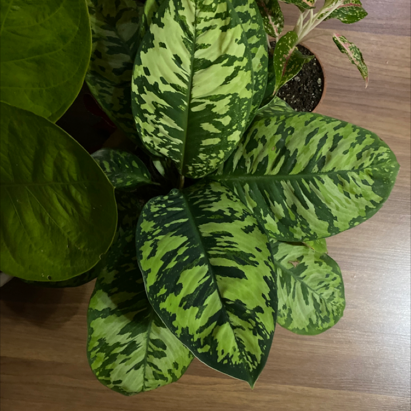 Aglaonema 'Tricolor' plant with variegated green leaves, well-framed and healthy.