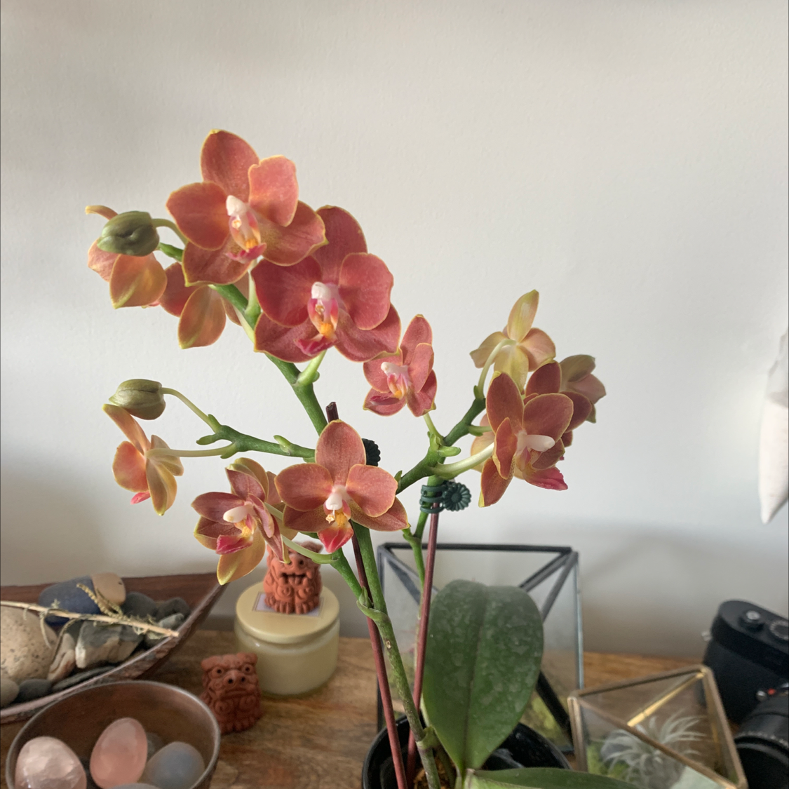 Phalaenopsis Orchid with vibrant orange and red flowers, healthy leaves, and decorative background.