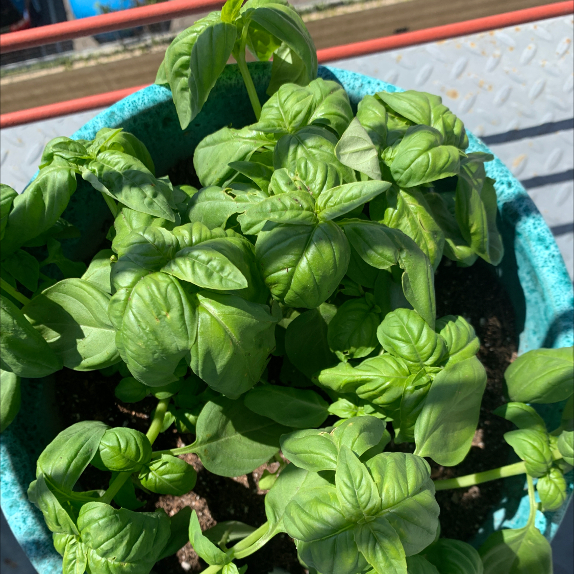 Sweet Basil plant in a blue pot with vibrant green leaves and visible soil.