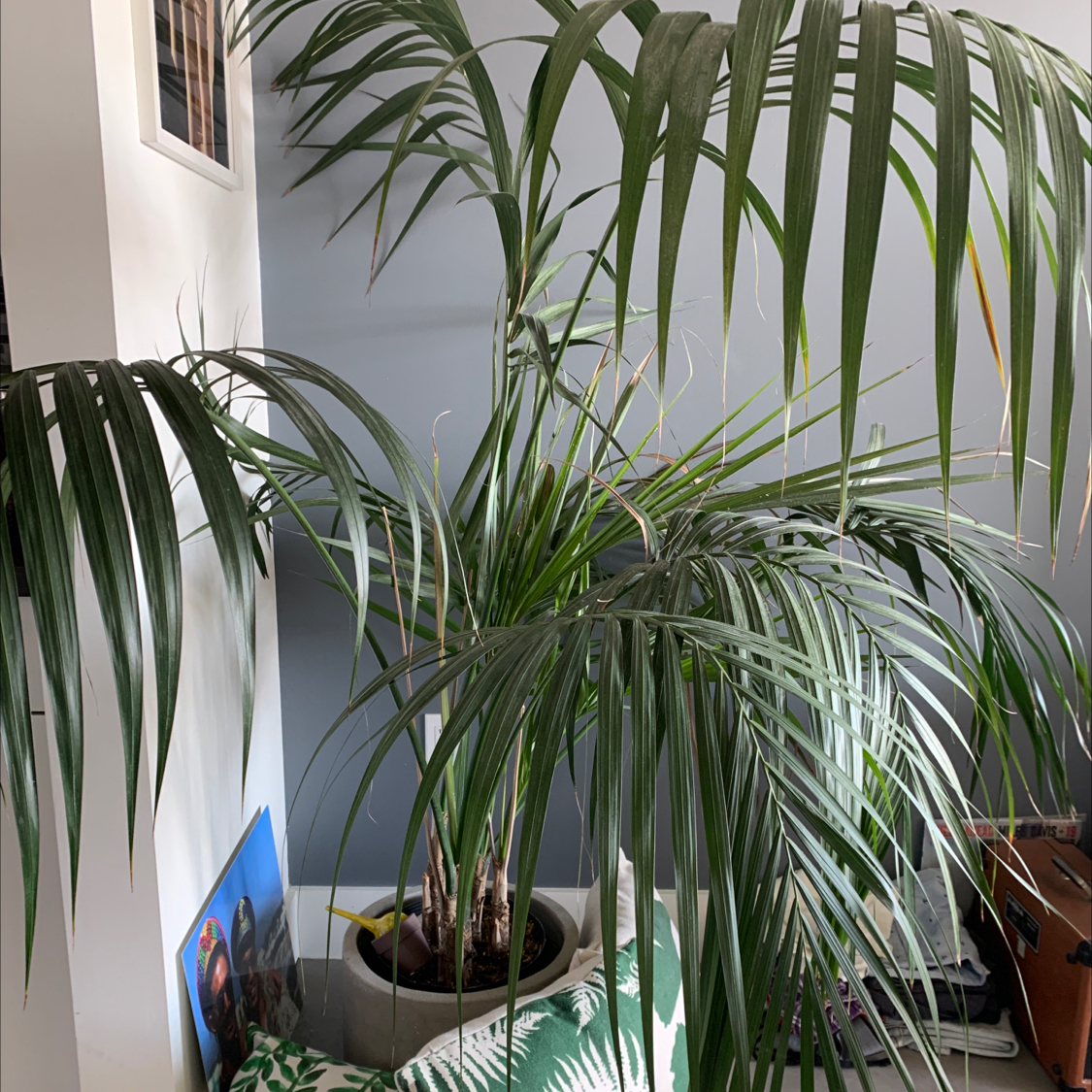 Photo of the plant species Kaempferia Jungle Rose by @Brenna named Her Majesty Palm on Greg, the plant care app