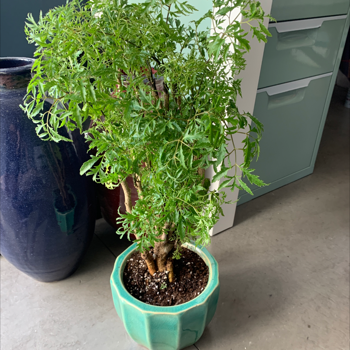 Photo of the plant species Ming Aralia by @Brenna named Grandpa's Tree on Greg, the plant care app