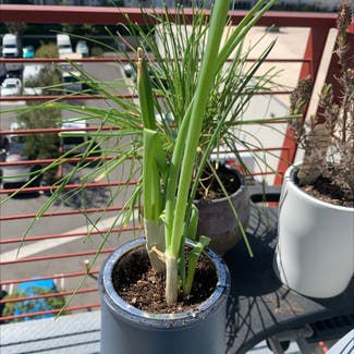Long Green Onion plant in Los Angeles, California