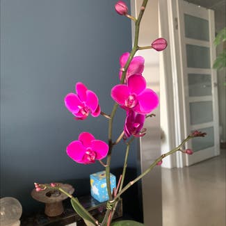 Phalaenopsis Orchid plant in Los Angeles, California
